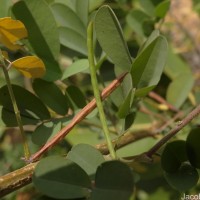 Indigofera tinctoria L.